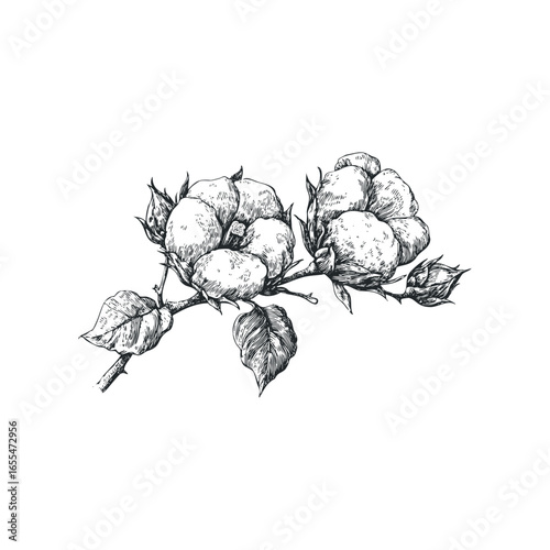 Sketch of cotton bolls on a branch with leaves