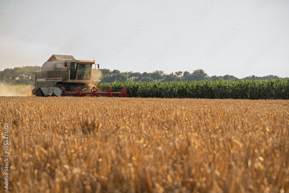 Fototapeta premium Idyllic scenes of harvester on barley filed at sunset