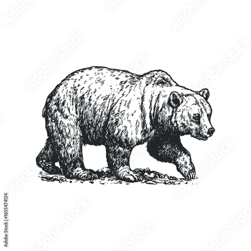 Detailed ink sketch of a grizzly bear walking through textured terrain