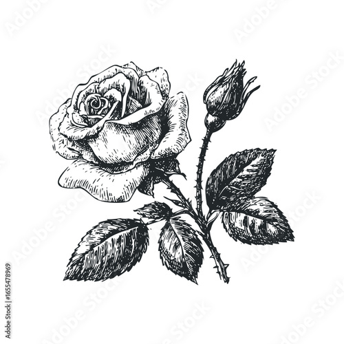 Detailed ink sketch of a blooming rose with unopened buds and leaves