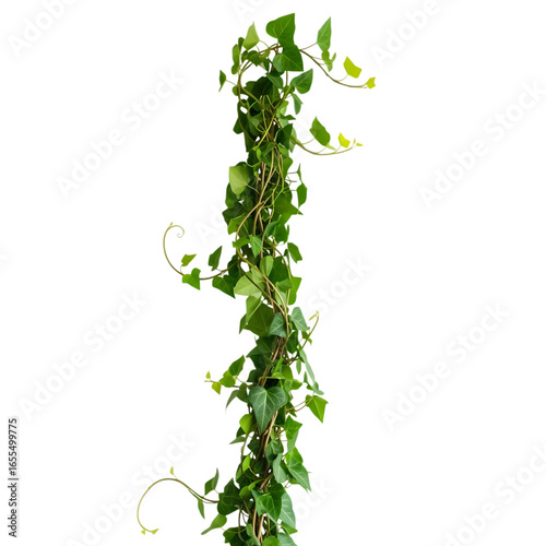 Lush Green Ivy Vine: Perfect for Nature Designs