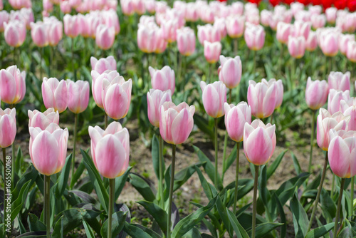 Field of blooming tulips under natural sunlight.