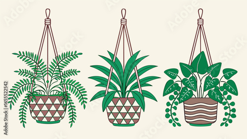 Potted houseplants with green foliage hang in macrame plant holders against a transparent background