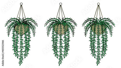 Three hanging plants cascade down from brown pots with long green tendrils on white
