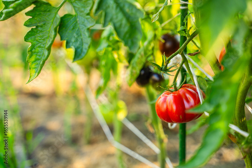 Red tomatoes growing in a vegetable garden close-up