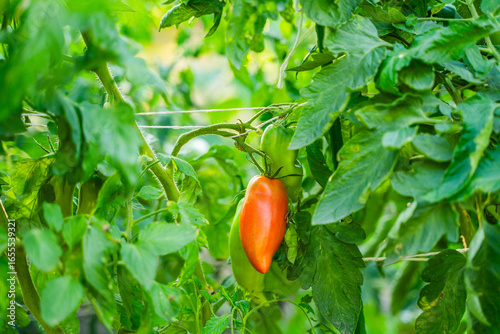 Red tomatoes growing in a vegetable garden close-up