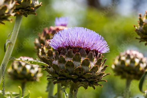Cardoon Globe Artichoke closeup in Australiam, a horizontal view_20101222_06632