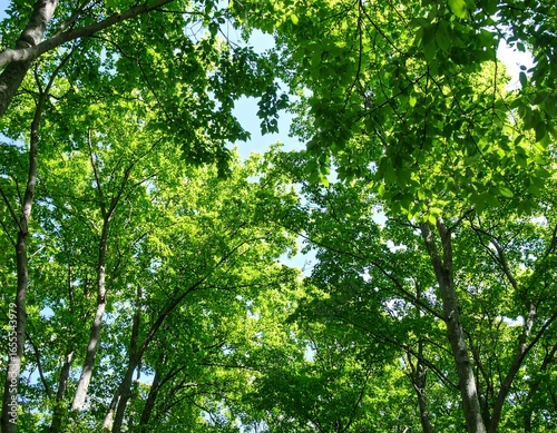 Lush green canopy of trees