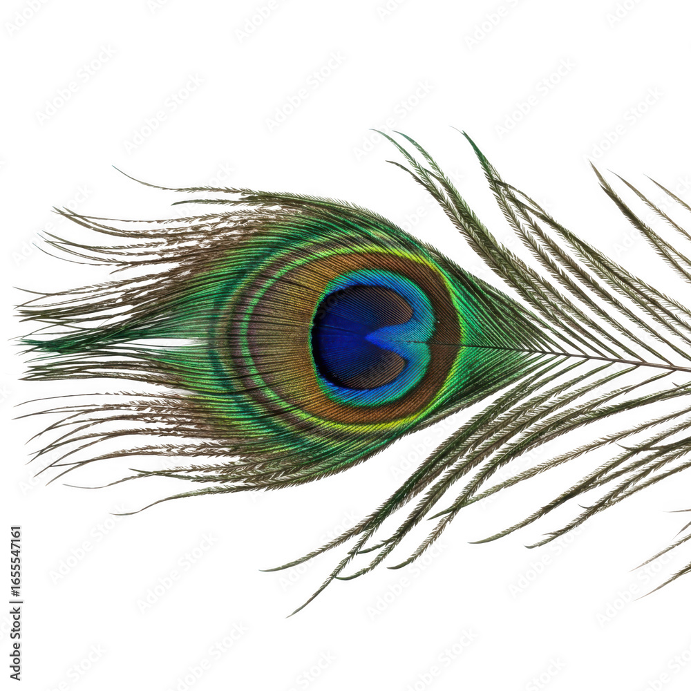 Fototapeta premium Peacock feather isolated on transparent background