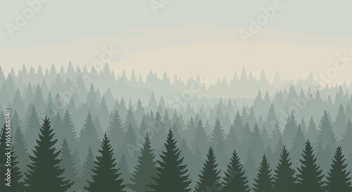 Dense forest of pine trees receding into a misty background