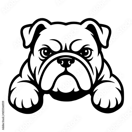 English Bulldog Peeking