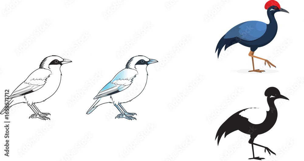 Obraz premium Set of bird vector illustrations showing different artistic styles from black and white line drawing to colored and silhouette designs