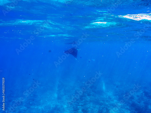 Wallpaper Mural 4m以上ある巨大なナンヨウマンタ（トビエイ科）。
英名学名：Alfred manta, Mobula alfredi (family of stingrays) 
沖縄県島尻郡慶良間諸島座間味島-2025/6/27
 Torontodigital.ca