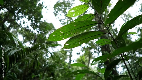 Low angle shot of tropical foliage with large green leaves against a bright background