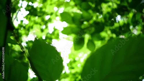 Low-angle view looking up through green leaves towards the bright sky, blurred