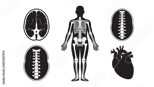 Artistic representation of the human body with anatomical and medical themes, vector illustration of human body with anatomical theme