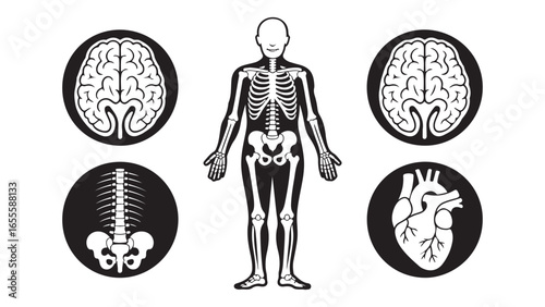 Stylized human body anatomy illustration with detailed organs and systems, vector illustration of human body with anatomical theme
