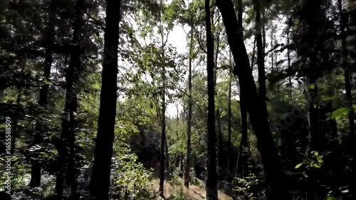 Low-angle shot of a dense forest with sunlight filtering through the canopy