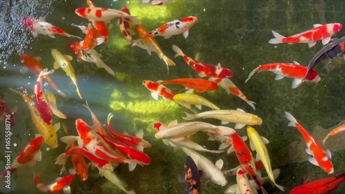 koi carps swimming in the water, Fancy fish in the pond, japanese National animal