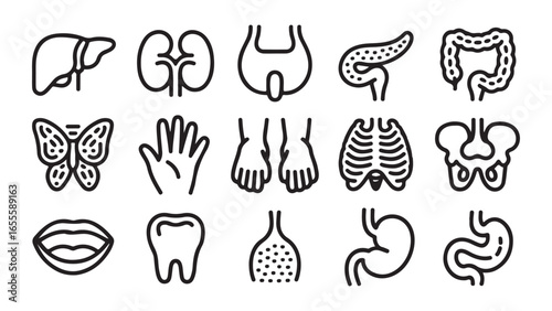 Collection of human organs and body parts anatomical illustrations, vector set of human organs