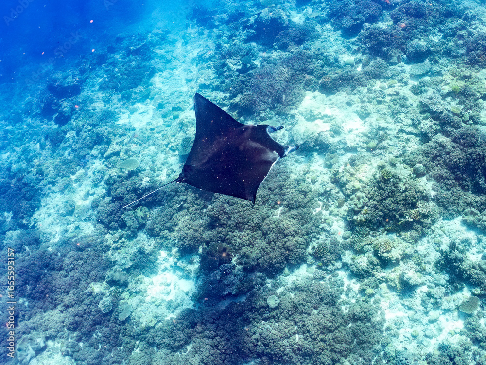 Fototapeta premium 4m以上ある巨大なナンヨウマンタ(トビエイ科)。 英名学名:Alfred manta, Mobula alfredi (family of stingrays) 沖縄県島尻郡慶良間諸島座間味島-2025/6/27