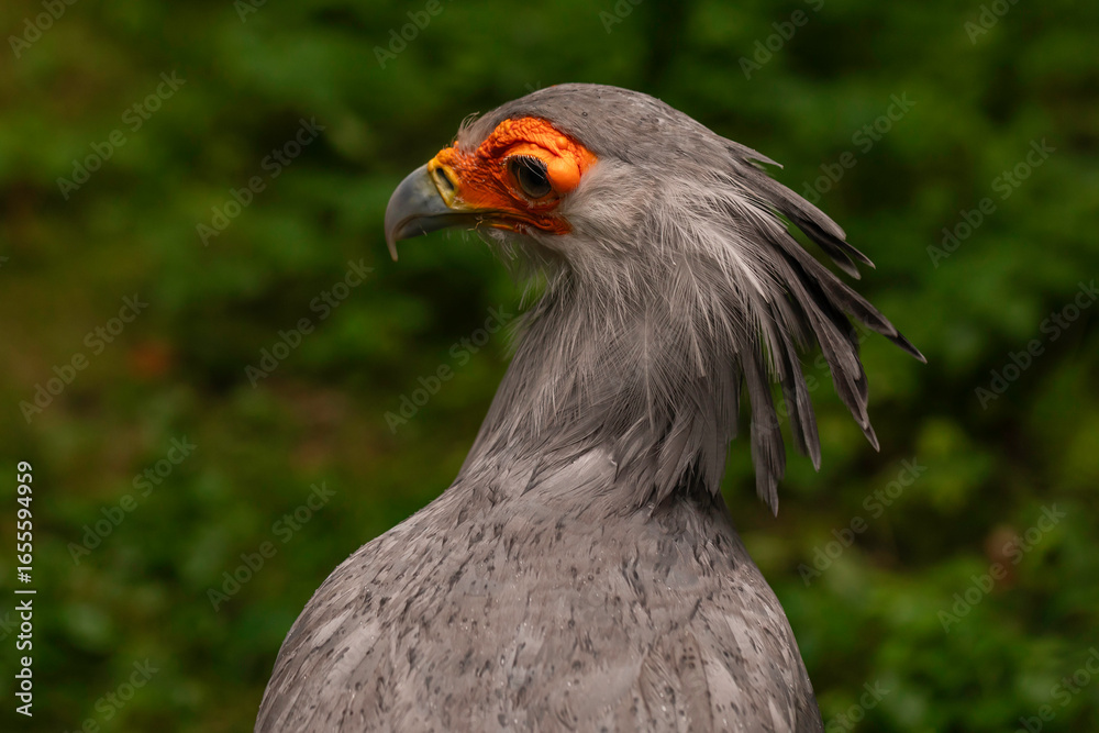 Obraz premium Close-up macro of Secretary Bird Sagittarius serpentarius with orange face and sharp beak, detailed portrait in natural habitat with green background, wildlife photography of African raptor