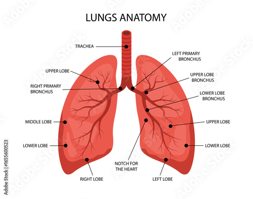 Human Lungs anatomy. Medical structure of internal organ. Educational information poster. Vector illustration in flat cartoon style.