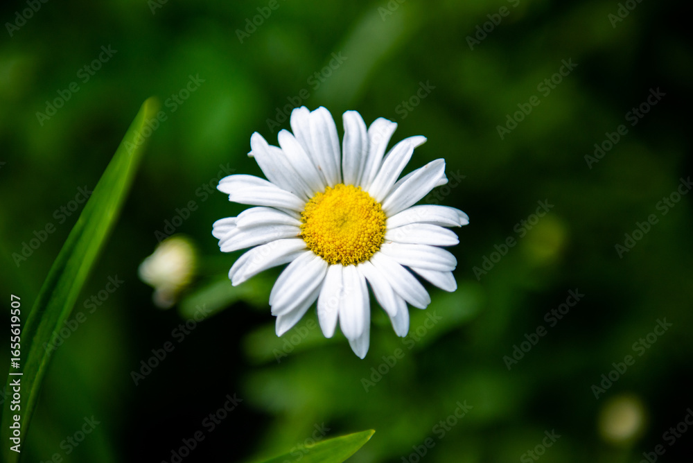 Obraz premium white daisy flower