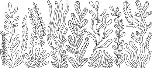 Minimalist Line Art of Various Seaweed and Algae Strains on White Background Pattern