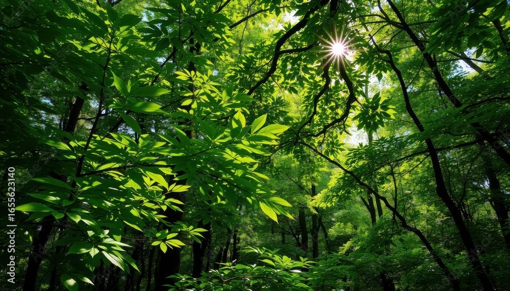 Fototapeta premium Sunlight shining through lush green leaves in a dense forest canopy on a bright sunny day outdoors