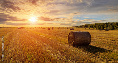 Hay bales in an agricultural field during sunset. Rural landscape with golden light over harvest. Farming and seasonal harvest.