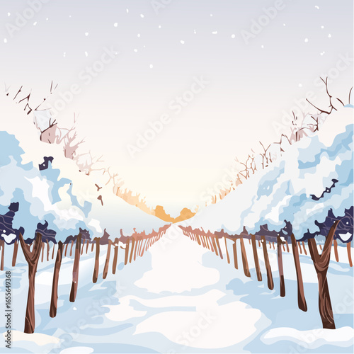 winter in the vineyard with snow blankets dormant vines and ambient light