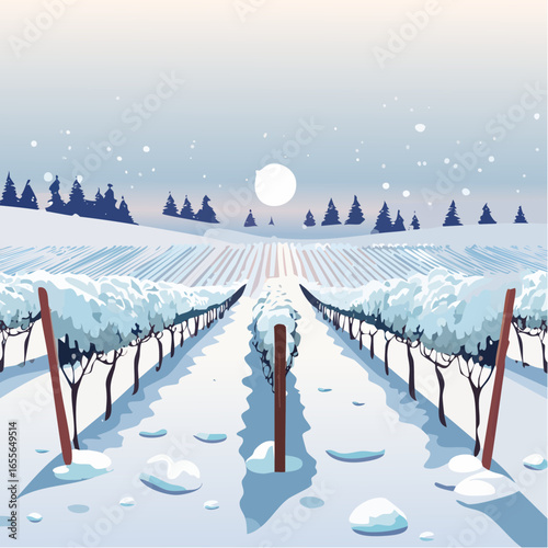winter in the vineyard with snow blankets dormant vines and ambient light