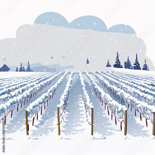 winter in the vineyard with snow blankets dormant vines and ambient light
