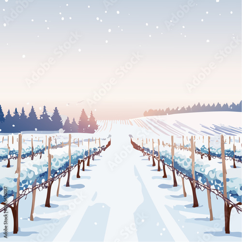 winter in the vineyard with snow blankets dormant vines and ambient light