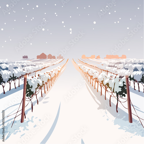 winter in the vineyard with snow blankets dormant vines and ambient light