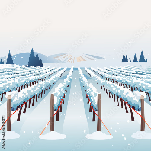 winter in the vineyard with snow blankets dormant vines and ambient light