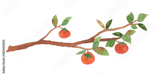 감나무 가지 수채화 일러스트