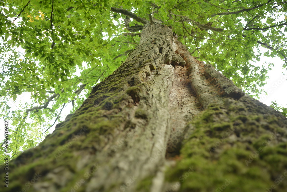Fototapeta premium old tree trunk