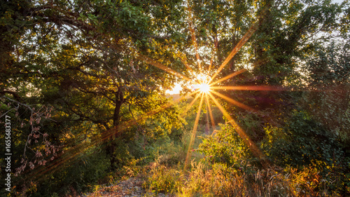 Healing Sun Rays in Forest for Wellness and Spiritual Concepts