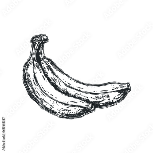 Hand Drawn Sketch of a Bunch of Ripe Bananas