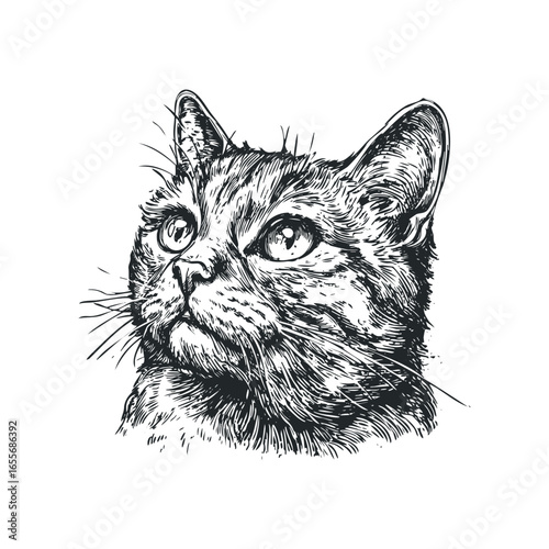 Detailed sketch of a domestic cat's head with striking eyes