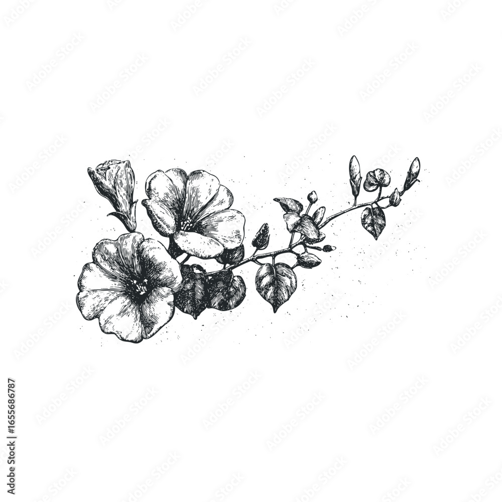 Naklejka premium Detailed Ink Drawing of Convolvulus Flowers and Buds on a Branch