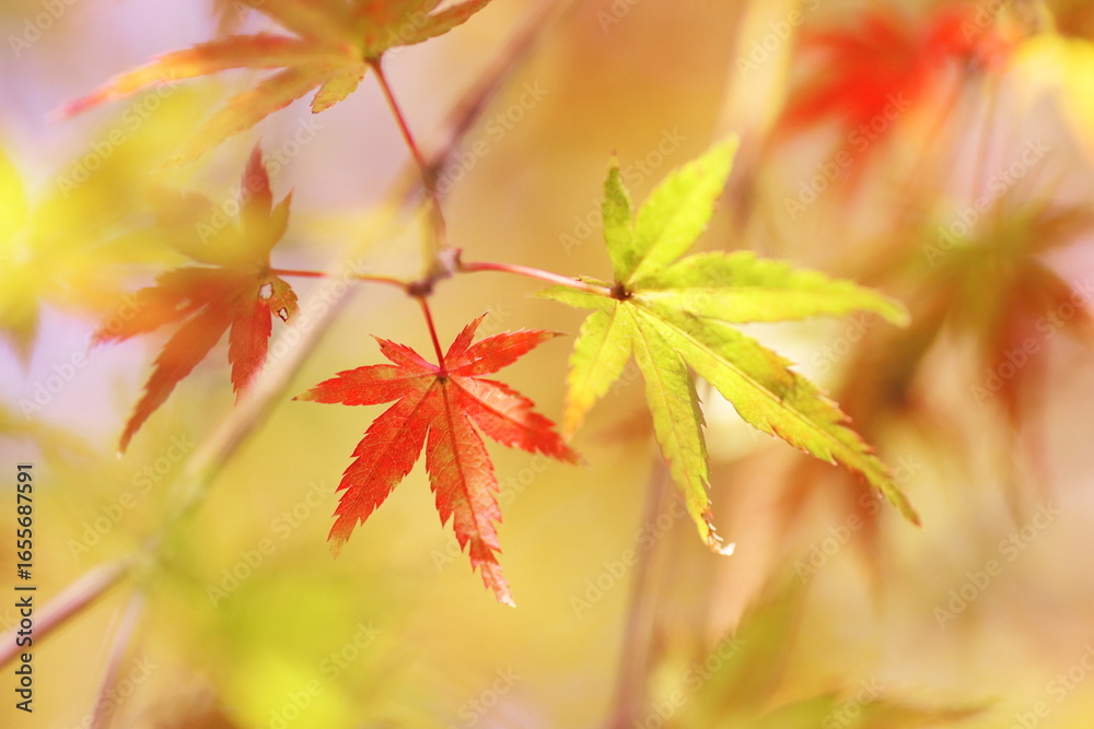 紅葉した美しいモミジ