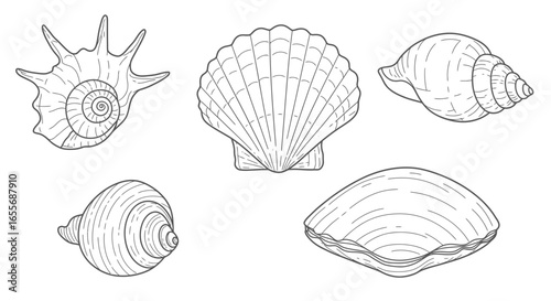 A curated collection of intricate line art illustrations showcasing diverse seashells, capturing the serene beauty of oceanic wonders and natural marine elements.