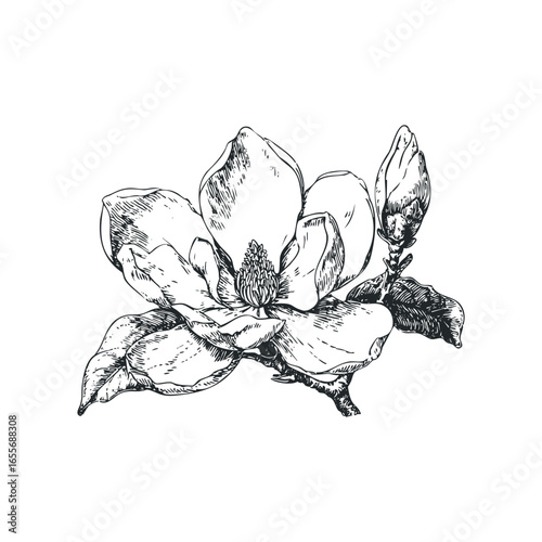 Detailed ink sketch of a blooming magnolia flower and bud on a white background