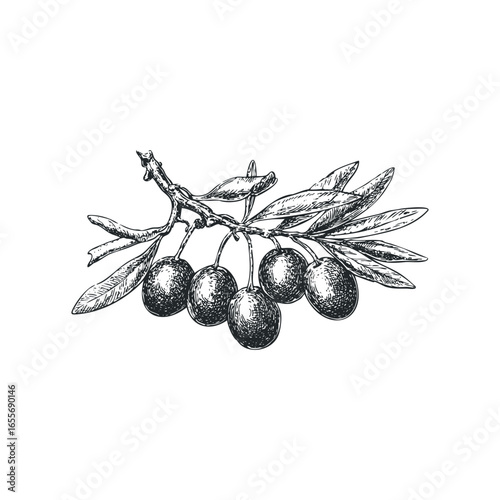 Sketch of ripe olives on a branch with leaves
