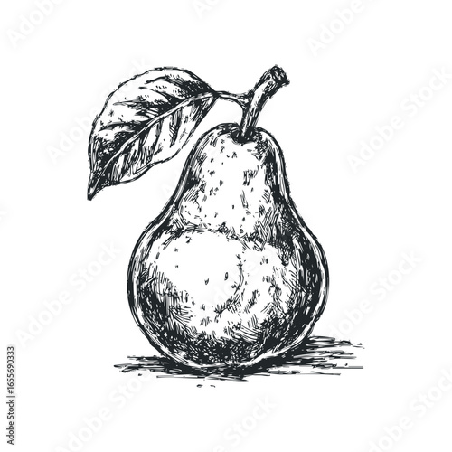 Sketch of a Pear with a Leaf and Stem
