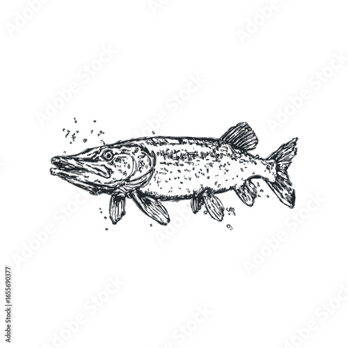 Hand-drawn sketch of a predatory pike fish with water bubbles