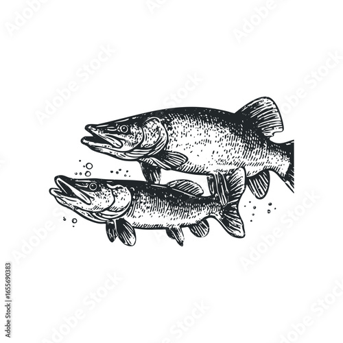Two Pike Fish Swimming Together in Water with Bubbles
